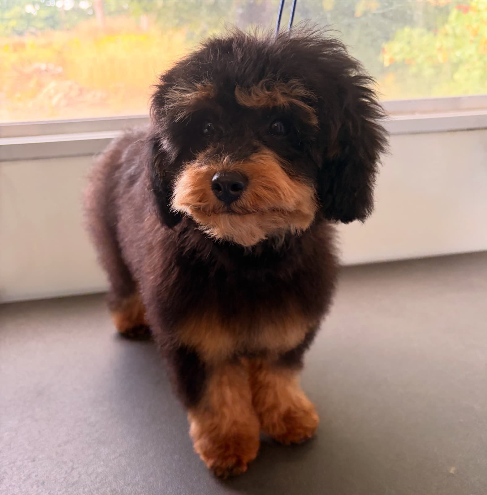 A freshly groomed poodle cross on the grooming table