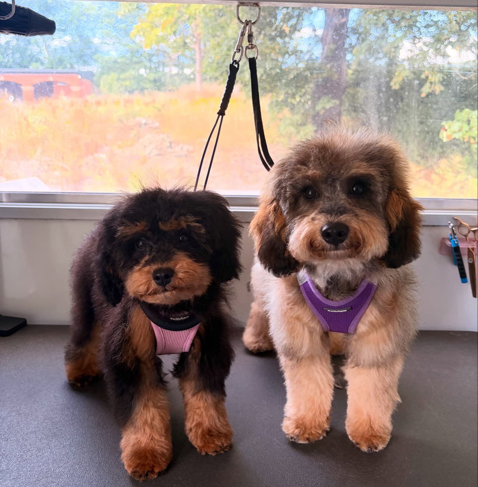 Two freshly groomed puppies on the grooming table