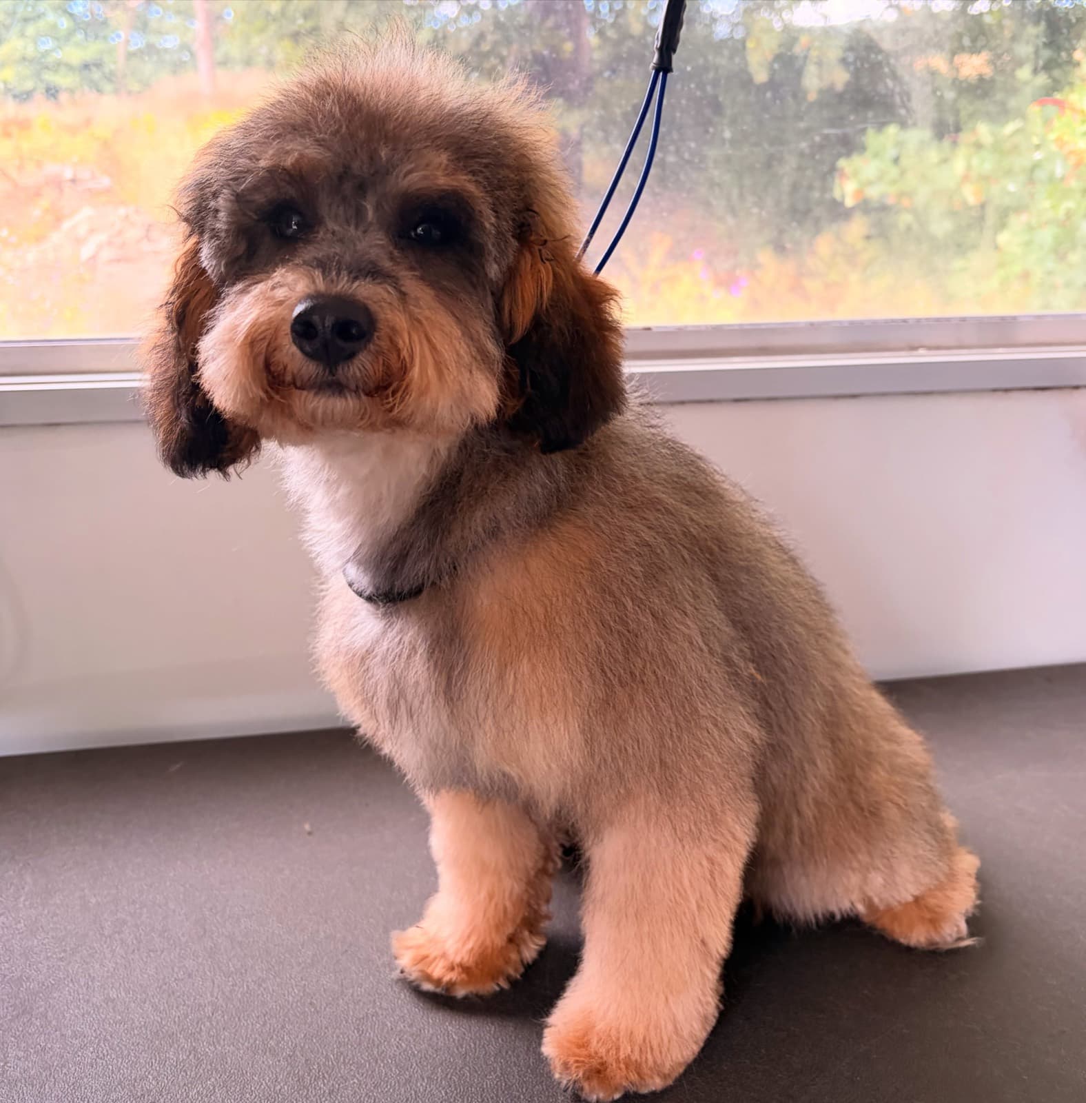 Freshly groomed dog beside the grooming room window