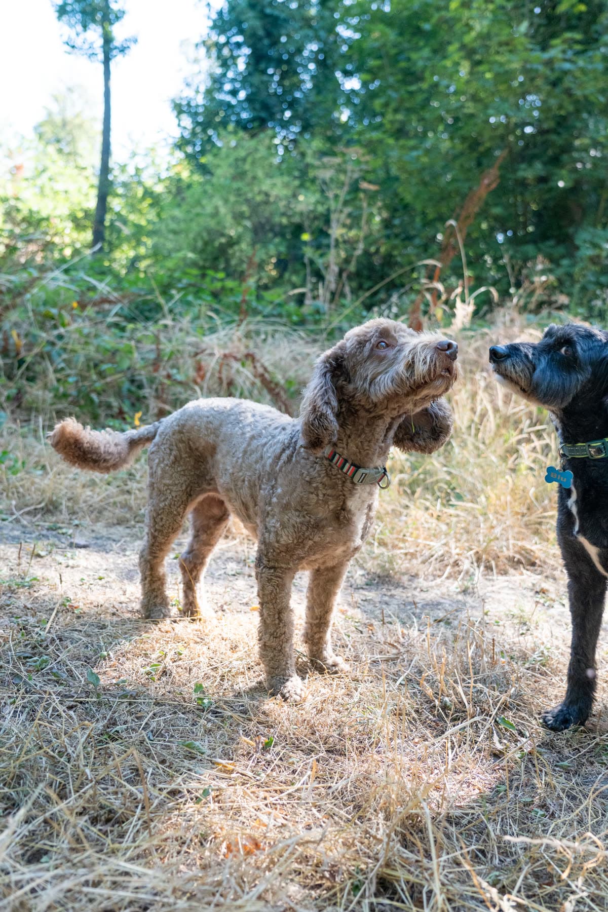 Apricot curly-coated dog in a grassy clearing