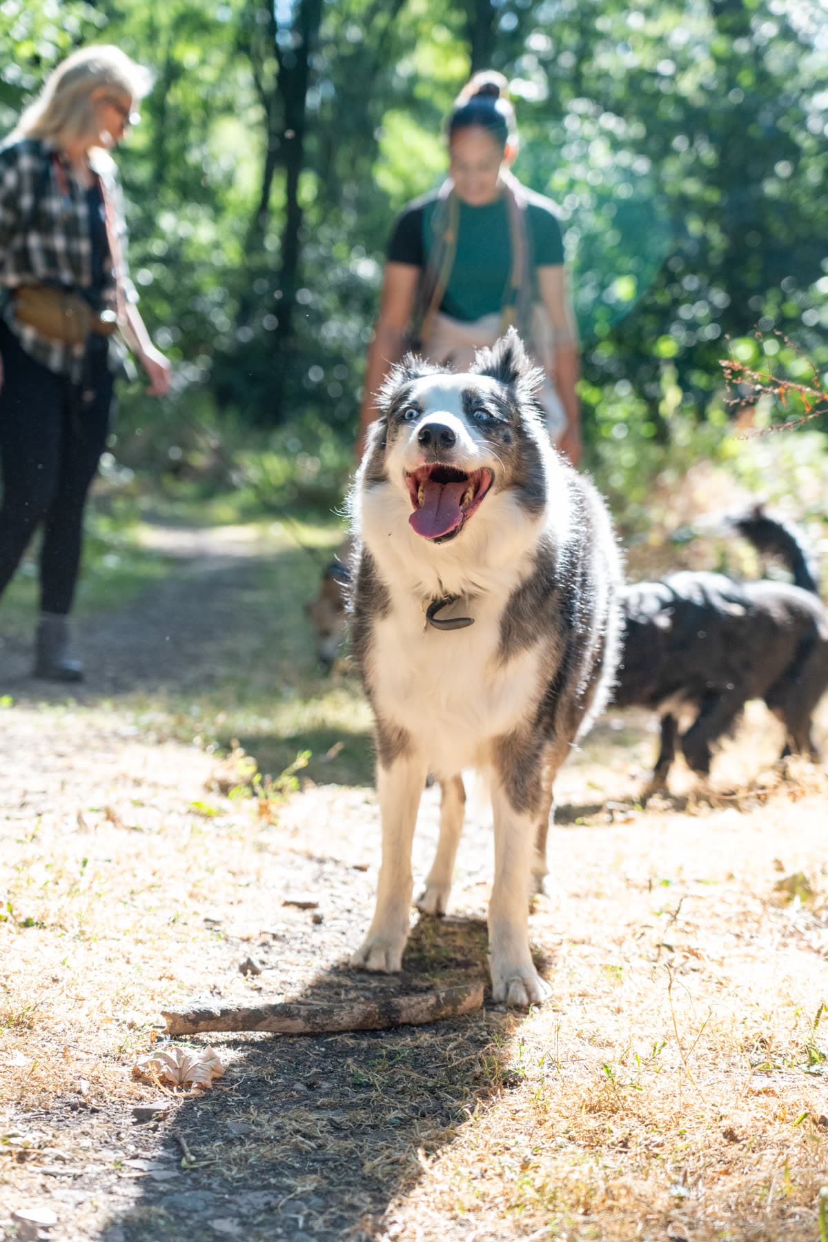 Border collie on a woodland path with its mouth open