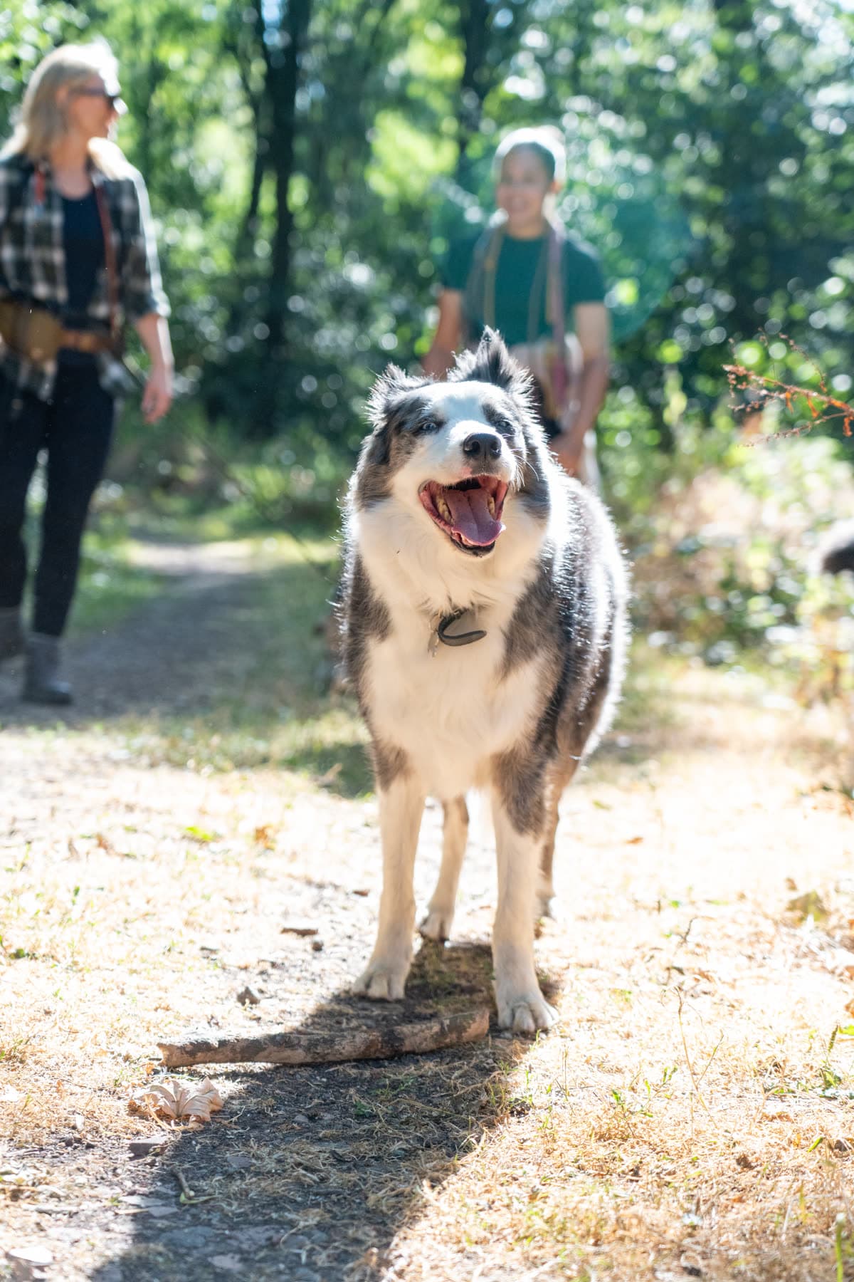 Border collie panting on a woodland trail