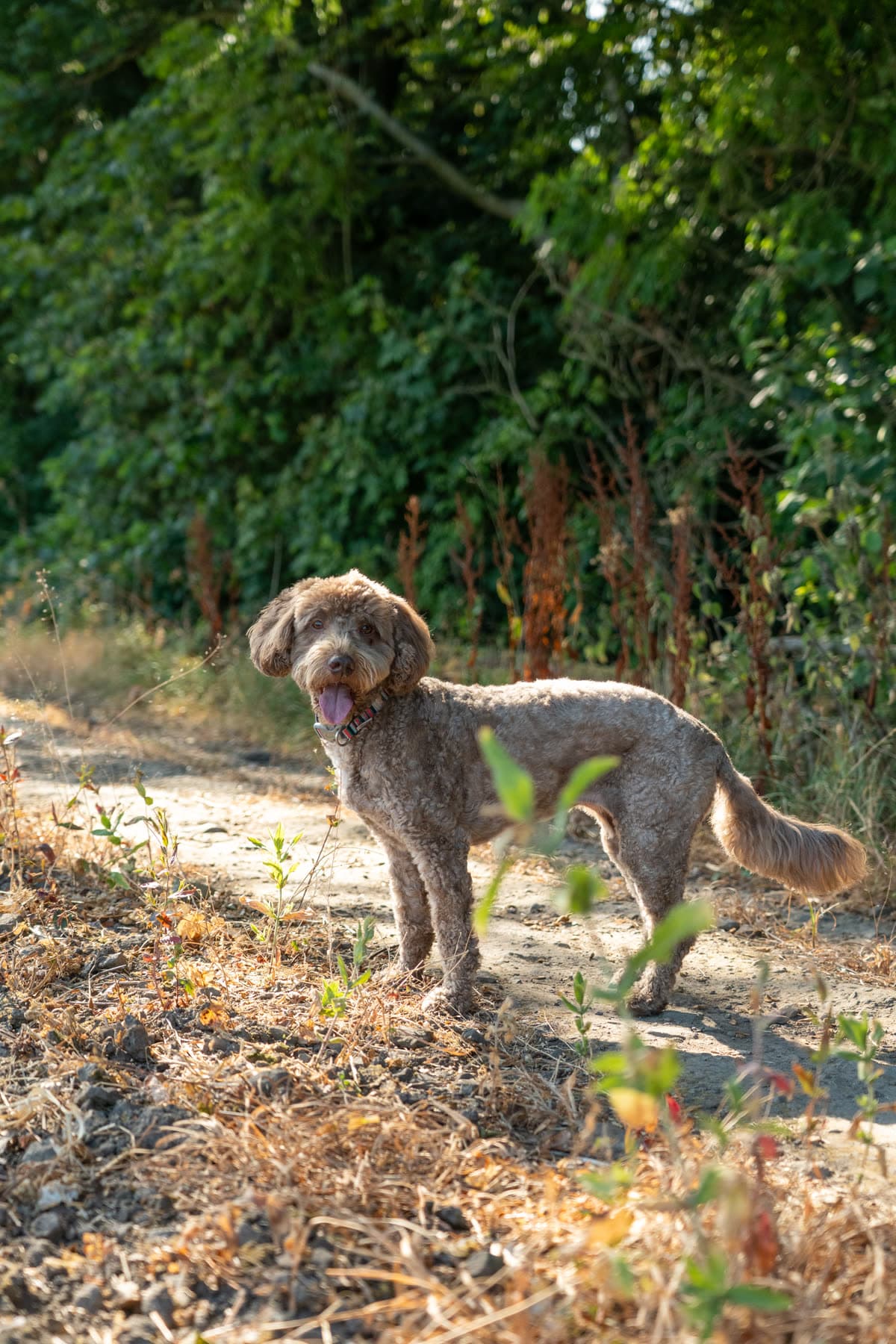Curly-coated brown dog walking on a wooded path