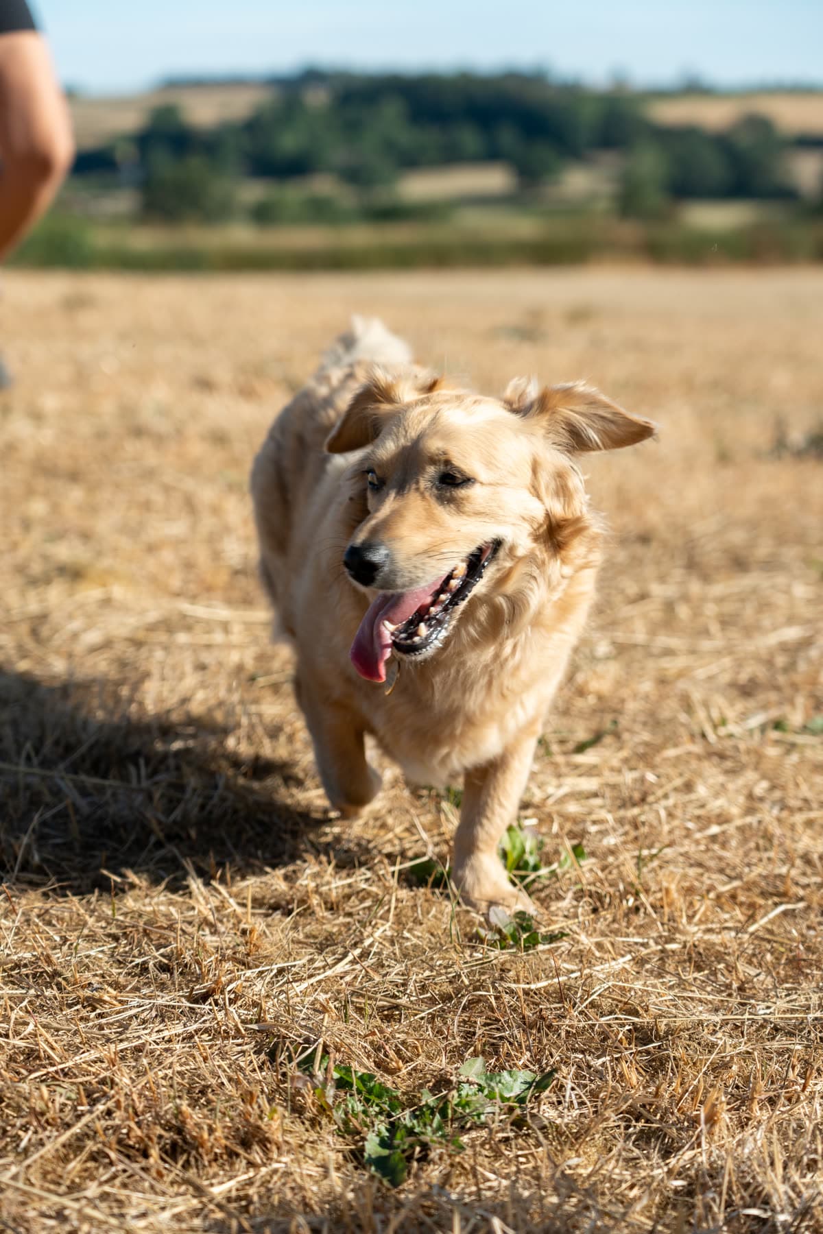 Close-up of a golden dog running, ears back