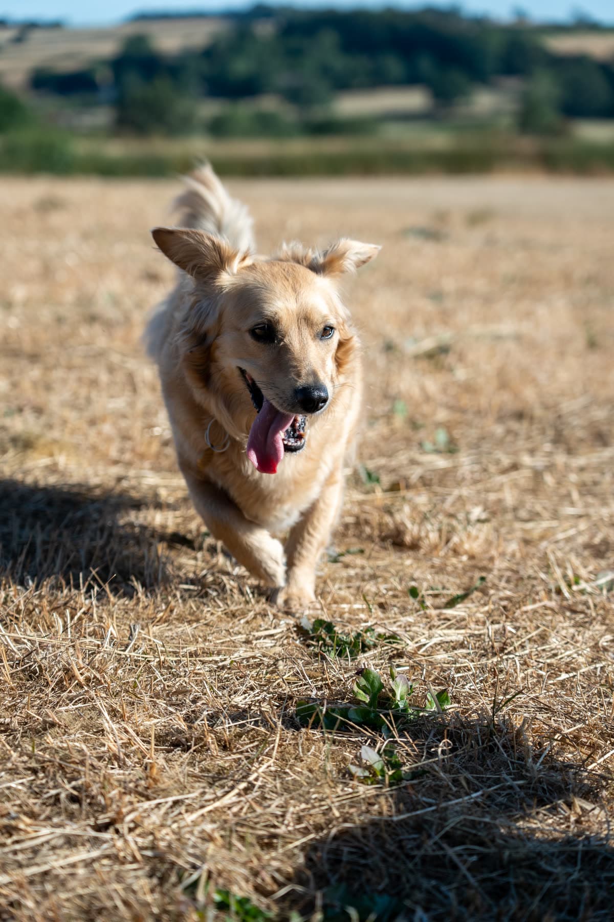 Golden dog running across a field with its tongue out