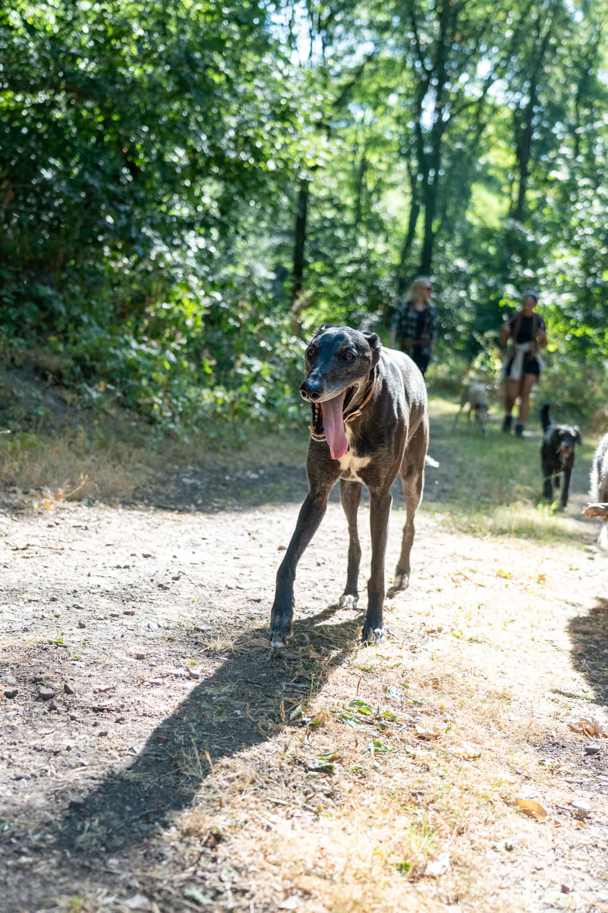 Brindle lurcher on a woodland path, lit from behind