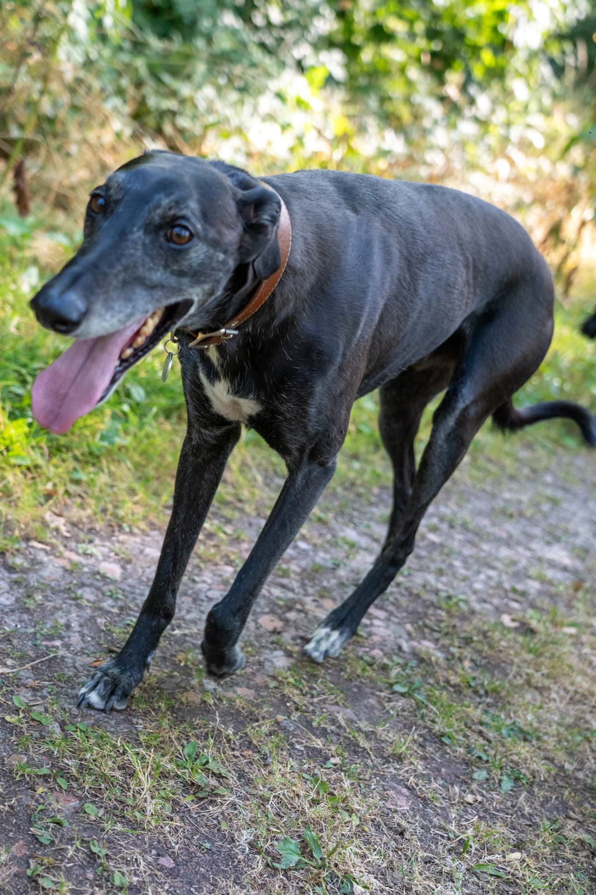 Black lurcher on a sunlit path with its mouth open