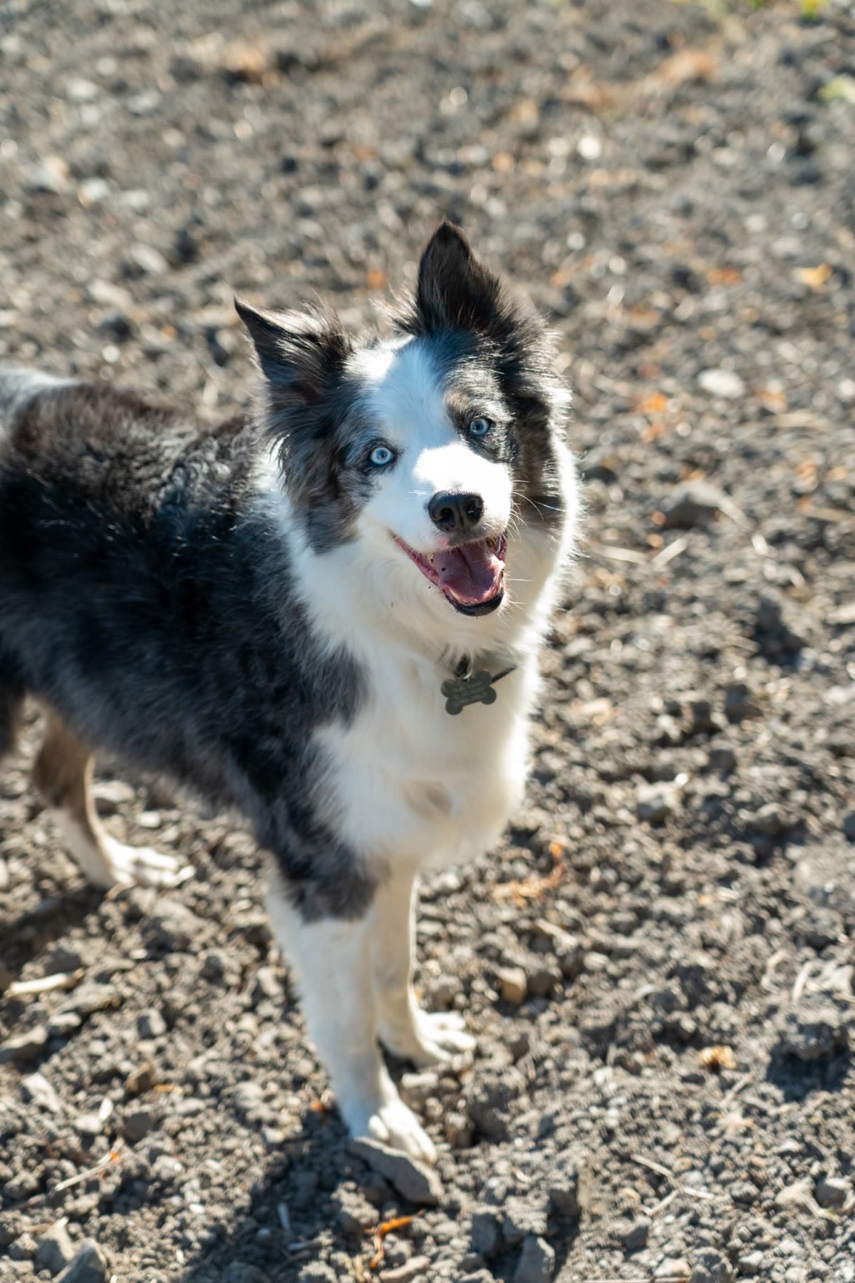 Merle border collie with blue eyes standing in a field