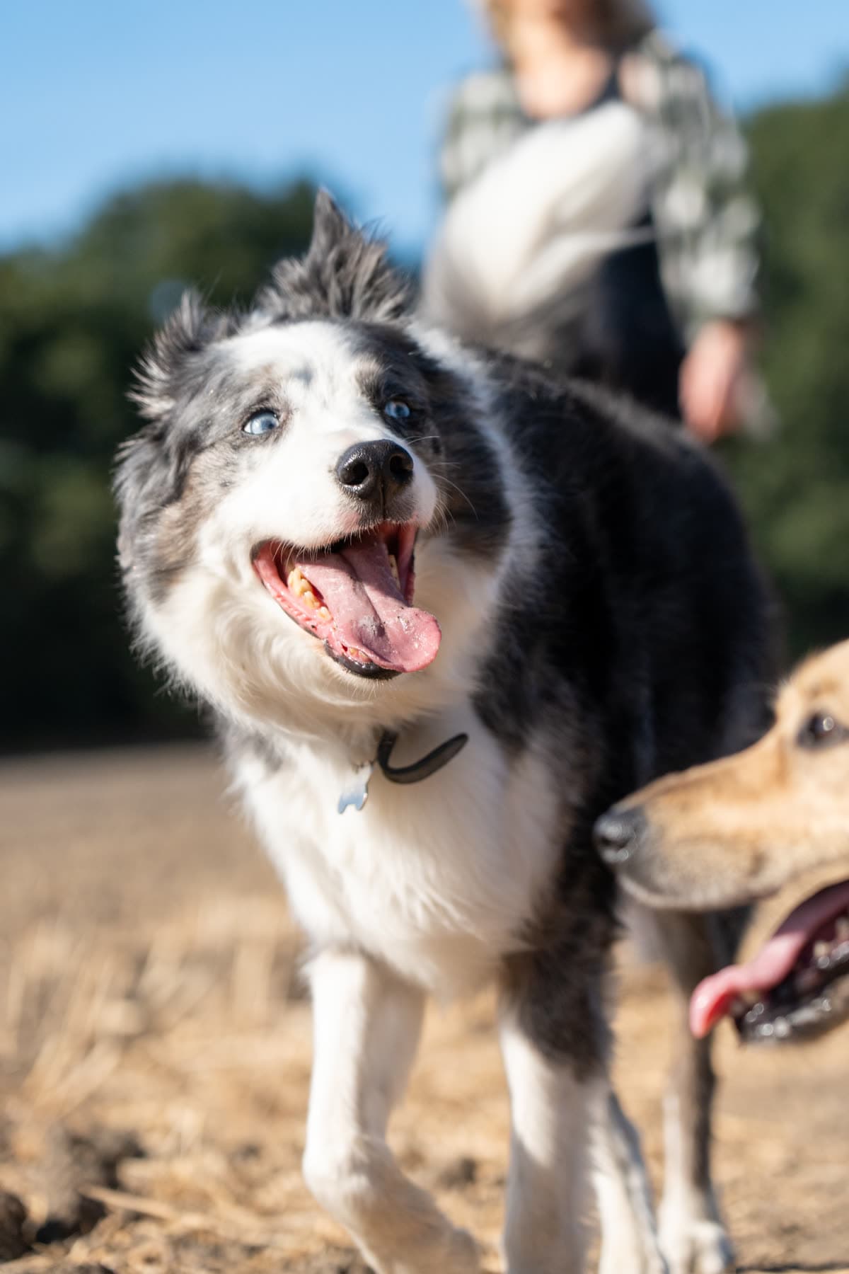 Border collie with blue eyes, mouth open