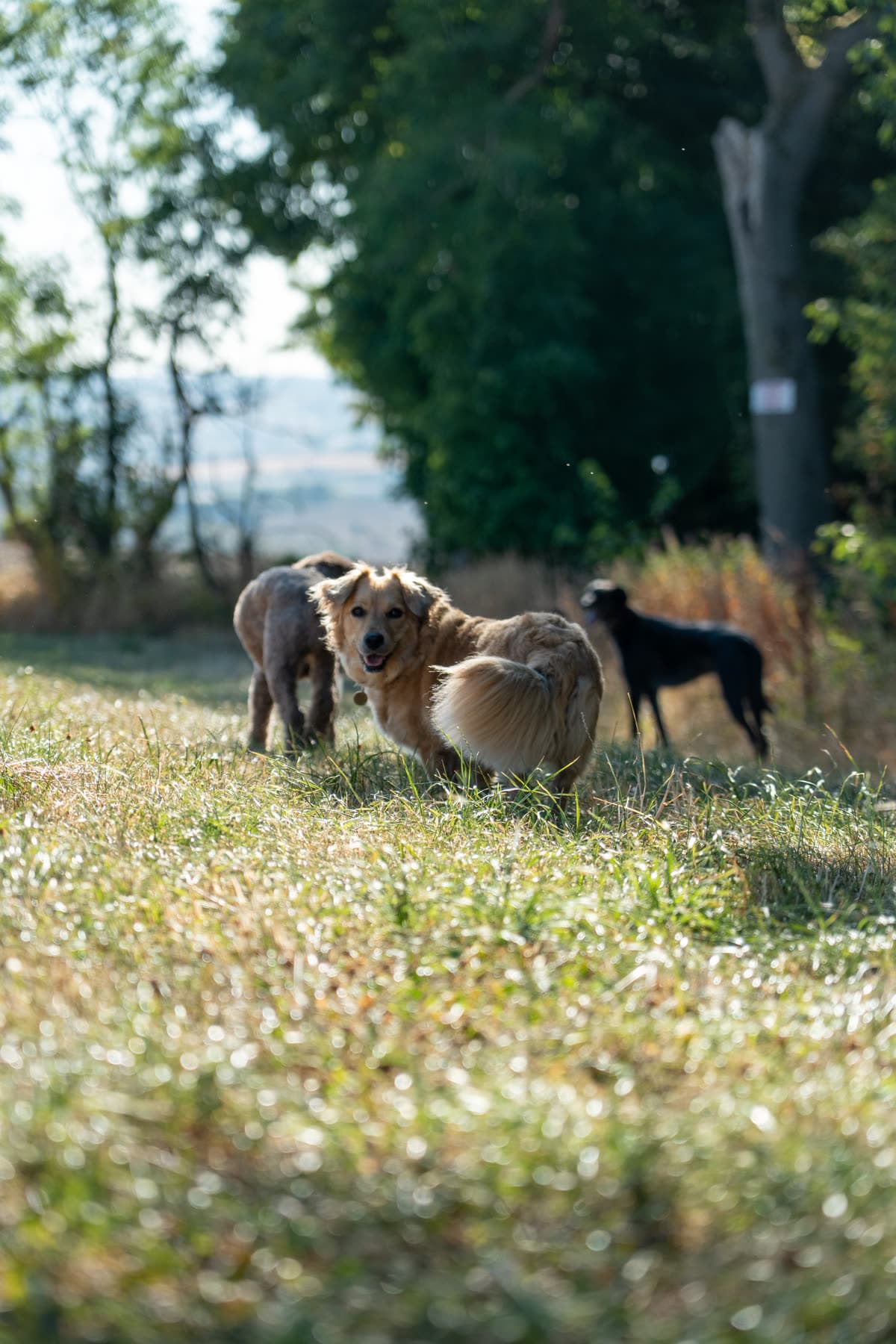 Three dogs together in a sunlit clearing at a woodland edge