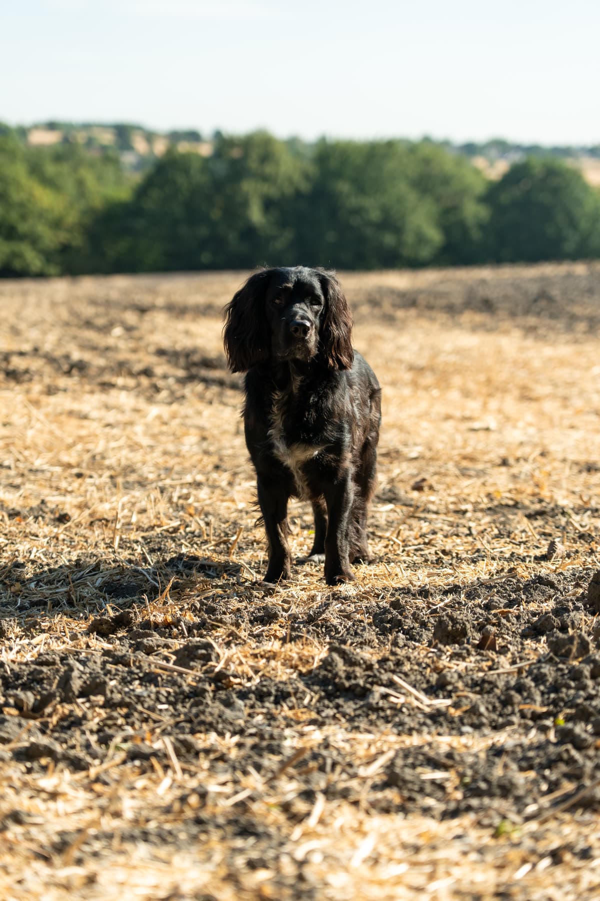 Black spaniel standing on ploughed ground