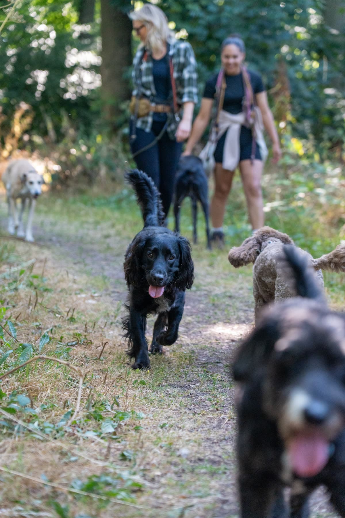 Black spaniel running toward the camera on a wooded trail