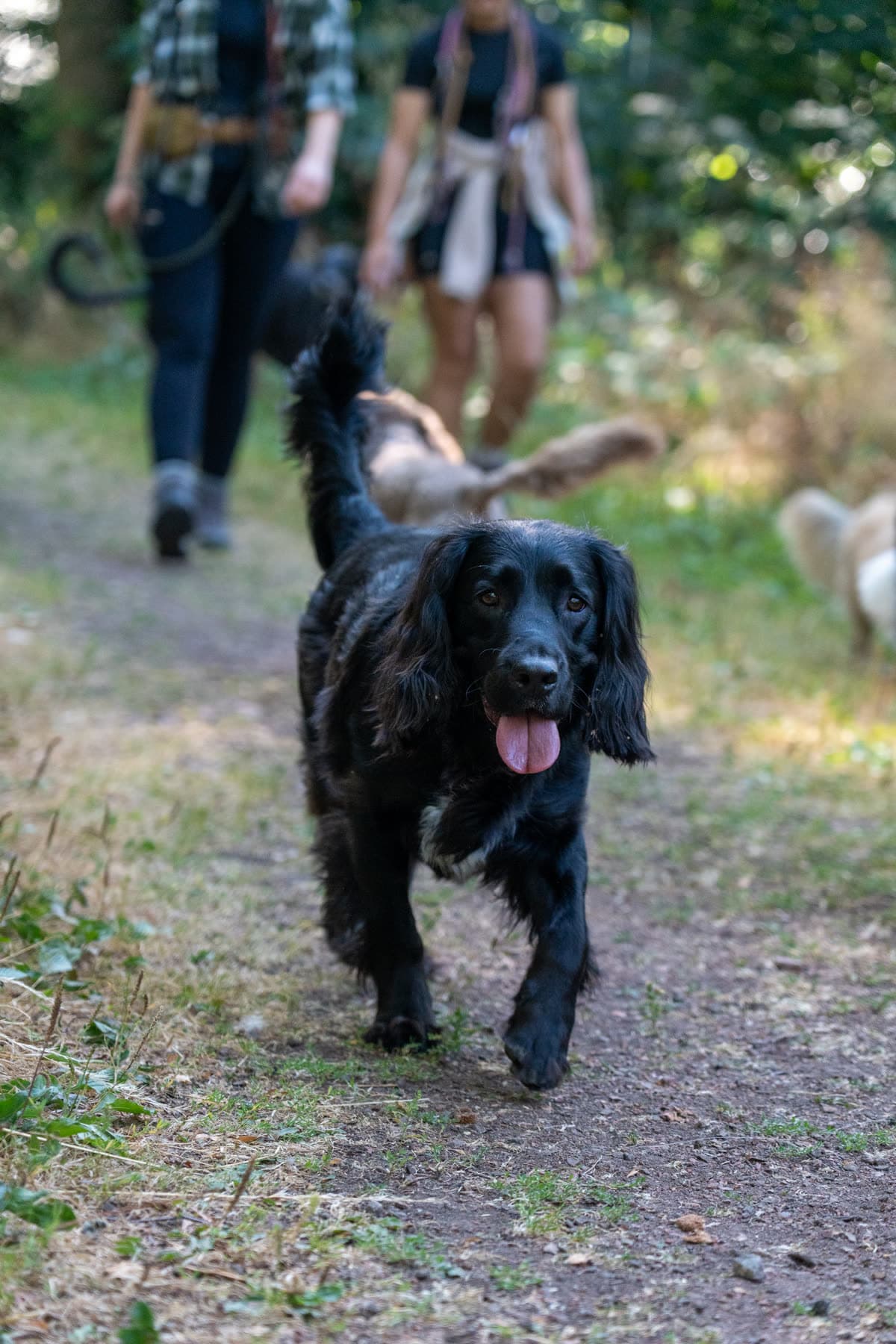 Black spaniel running on a woodland trail with its tongue out