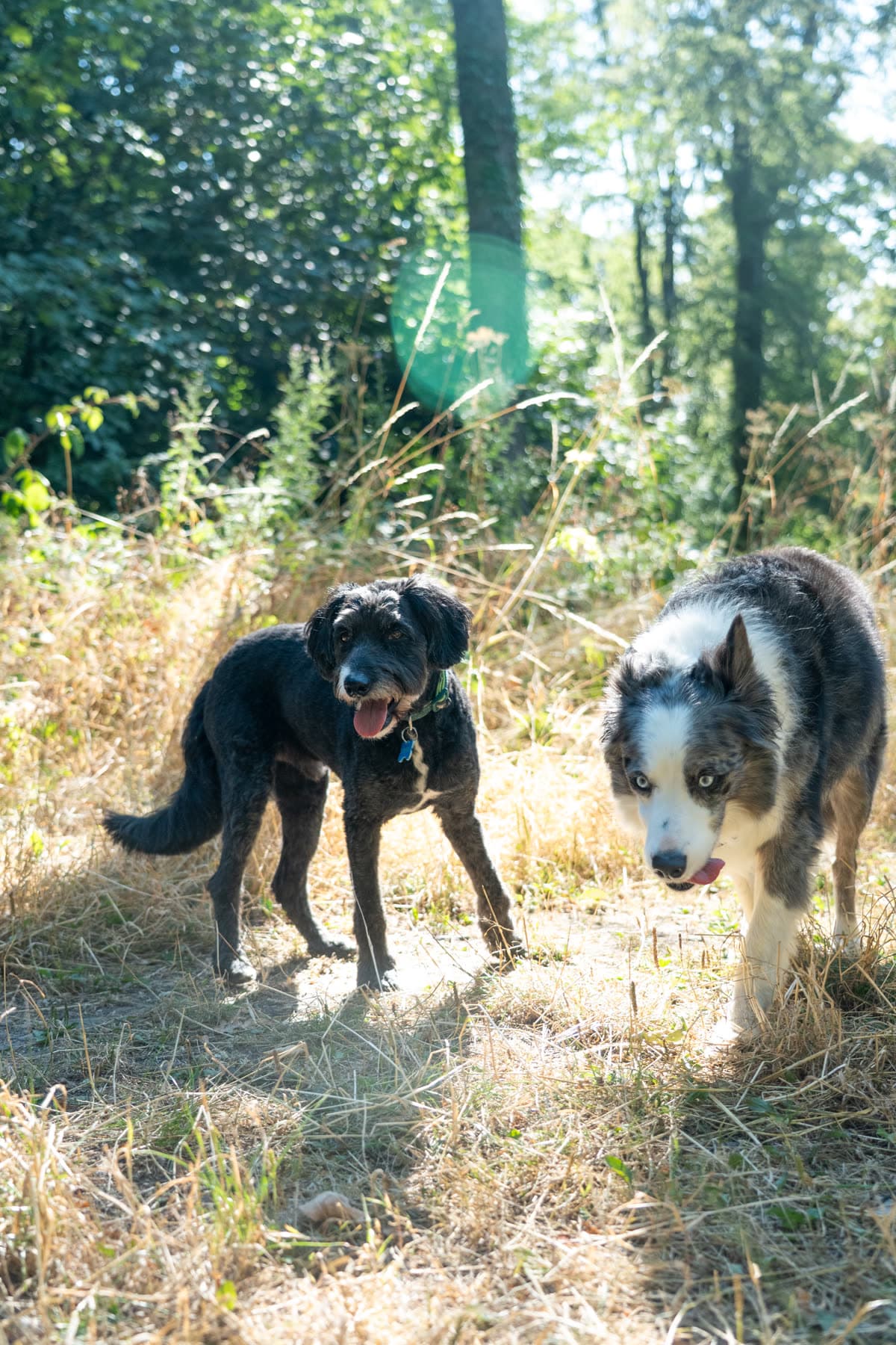 Two dogs standing side by side in dry grass
