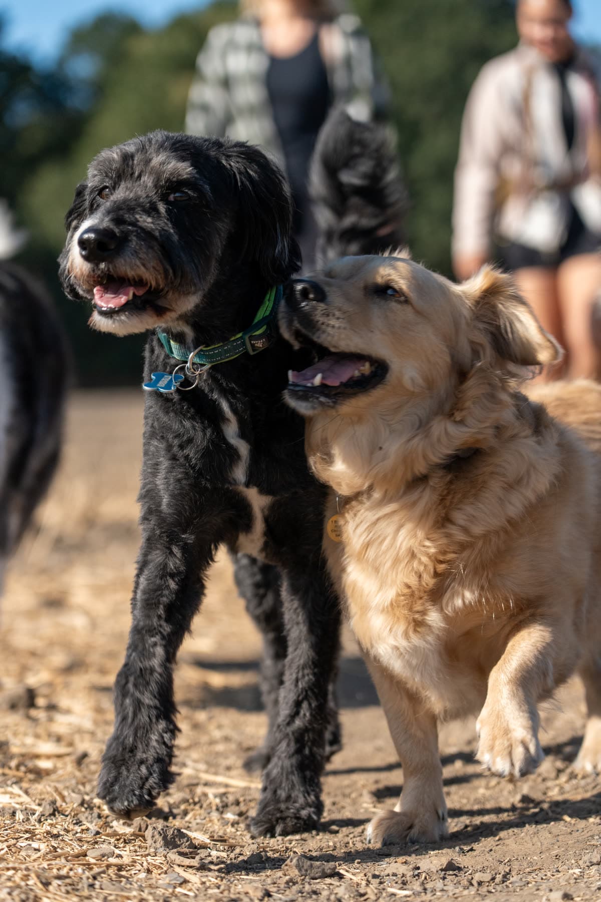 A black dog and a golden retriever touching noses