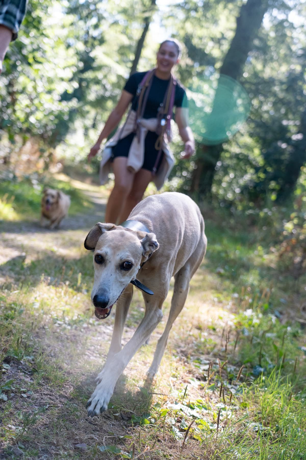 Pale whippet running along a woodland trail