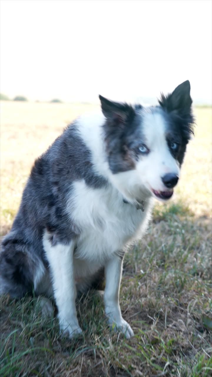 A collie sitting in an open field, looking around