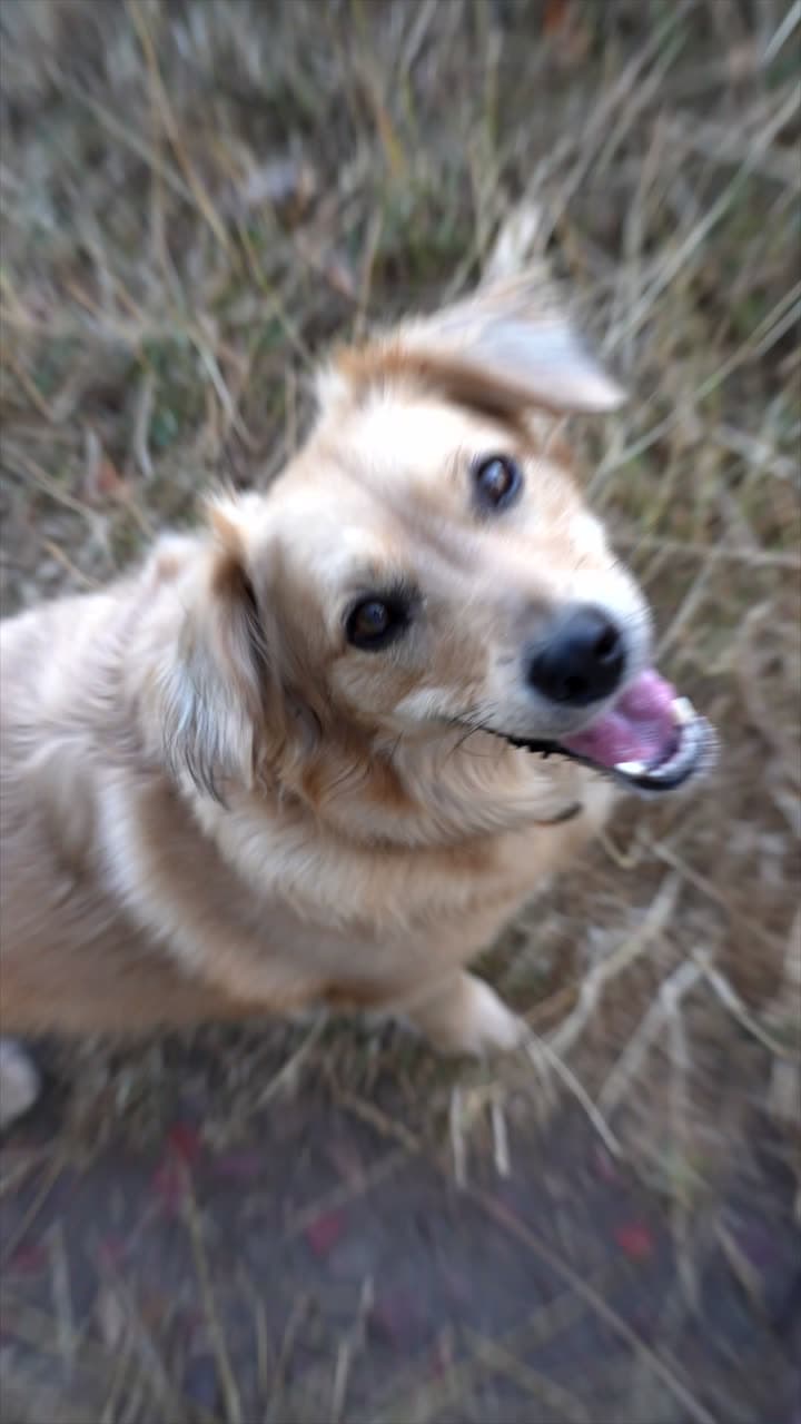 A golden dog looking up with sunlight on its coat