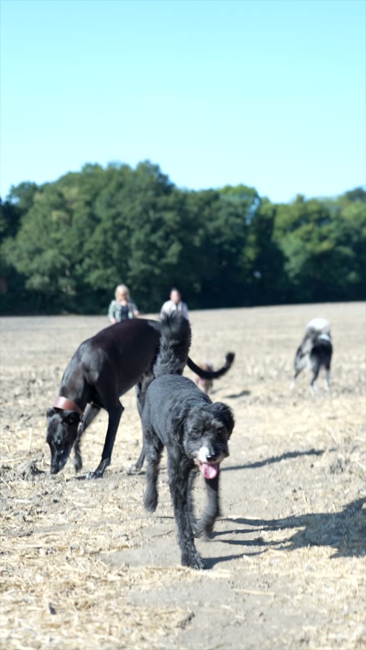 A black lurcher trotting across a sunlit field
