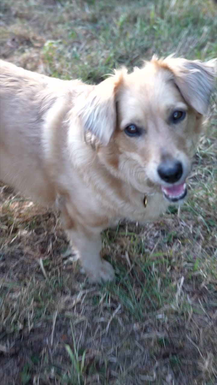 A cream terrier-cross close up, turning its head