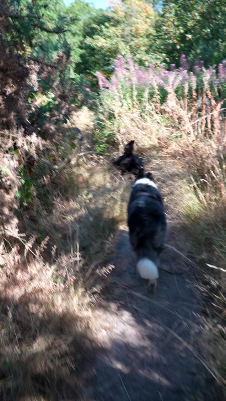 Dogs walking a woodland trail lined with wildflowers