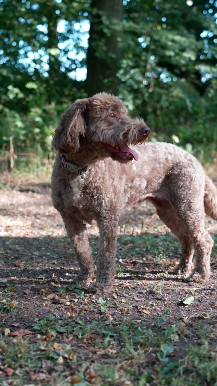 A curly-coated dog standing in a woodland clearing
