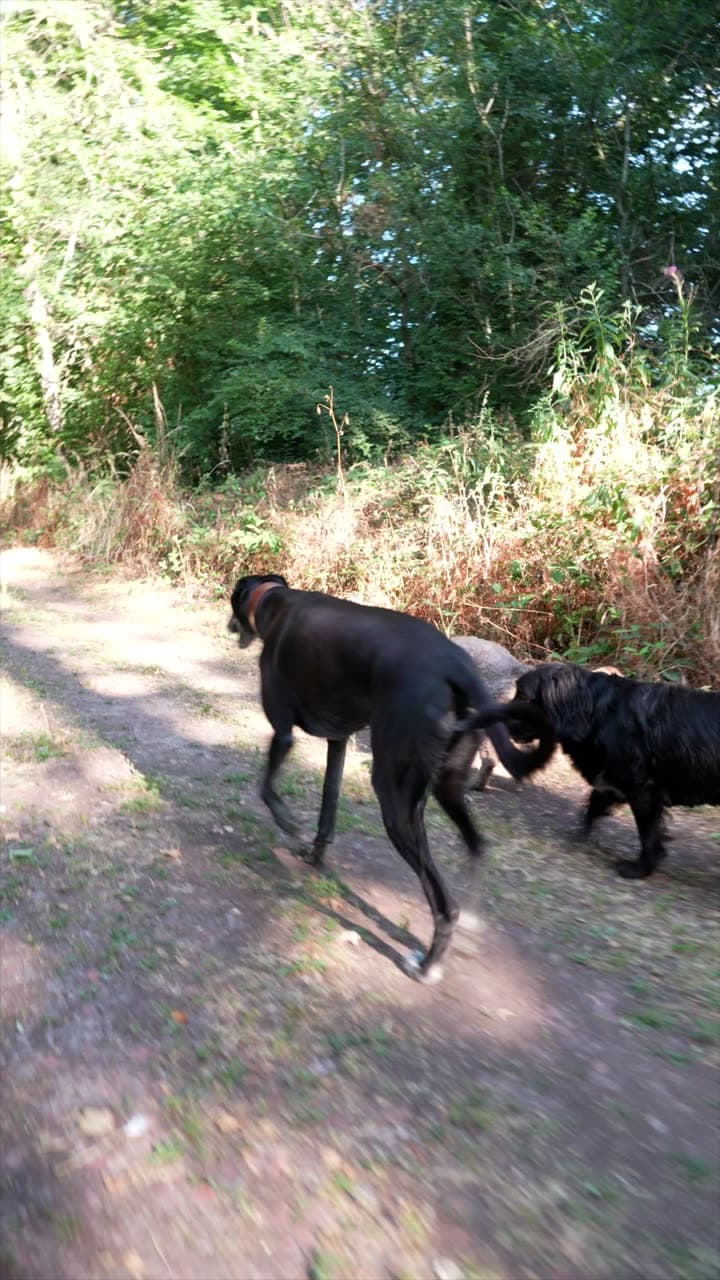 Two dogs trotting away along a sunlit woodland path